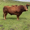 Stud Limousine Bull for Hire 