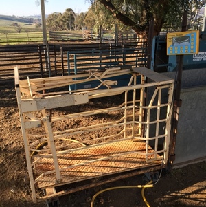 Sheep Weigh Crate and Indicator