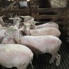 154 composite ewe lambs 12 months old