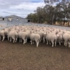 EOI - Approx 700 White Tag & 1200 Orange Tag MPM Merino Breeding Ewes