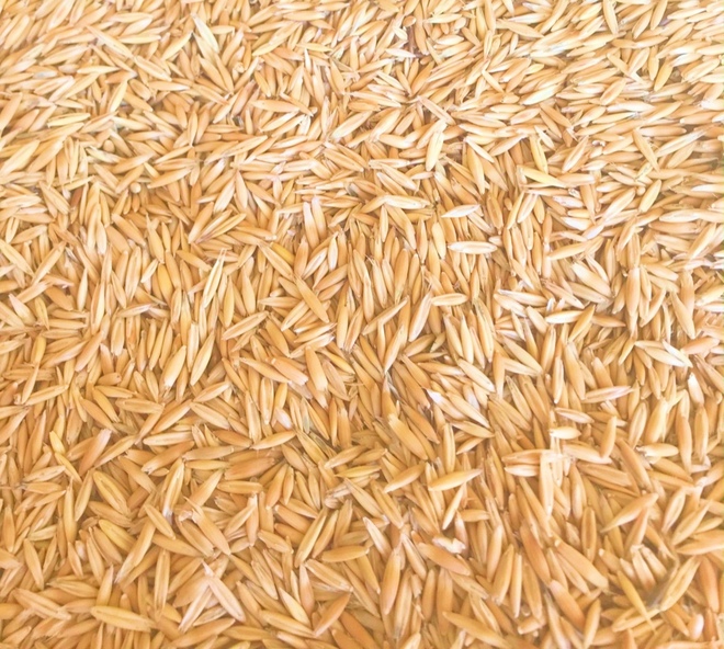 37/MT Hay / Grazing Oats For Sale