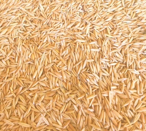 37/MT Hay / Grazing Oats For Sale