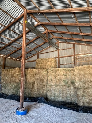  Rye dominant pasture hay