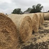 500 Oaten Rye Hay 5x4 Rolls 'New Season'