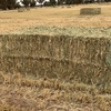 Wheaten Hay 8x4x3 Bales 'New Season'