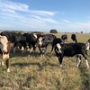 8 Black Baldie Cows with Dec/Jan calves at foot and 10 yearling heifers