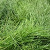 Ryegrass  Silage