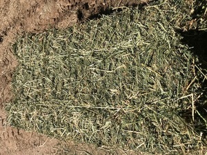 Prime Lucerne Small Squares 