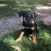 Kelpie Pups 