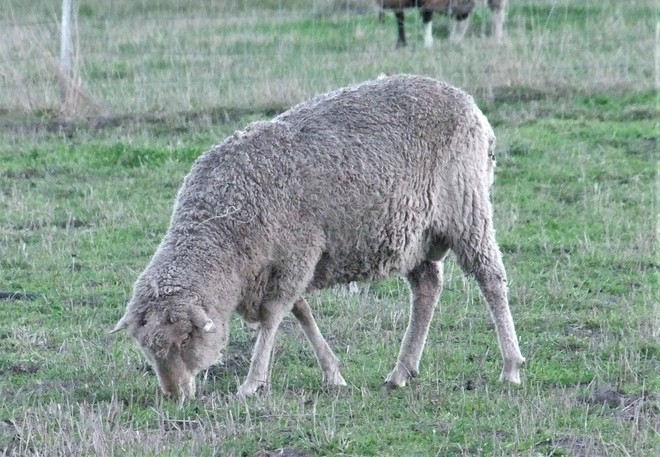 Finnish Landrace Ram for Sale