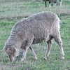 Finnish Landrace Ram for Sale