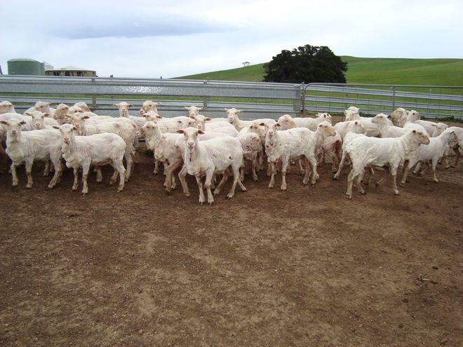 78 Fine wool Merino Ewes 2 years old