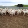 78 Fine wool Merino Ewes 2 years old