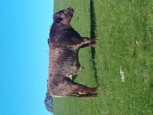 Shorthorn Bull - Spry bloodlines 