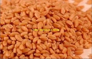 Upto 250/mt ASW1 New Season Wheat (from Coming Harvest) off header Wanted Del 
