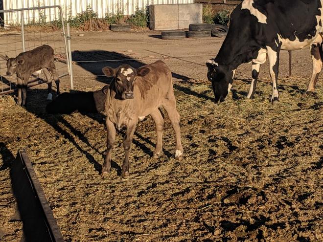 Friesian Cross Heifer with Murray Grey Calf
