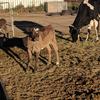 Friesian Cross Heifer with Murray Grey Calf