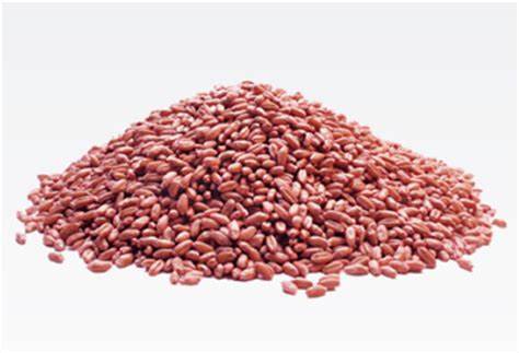 Accroc Wheat Seed