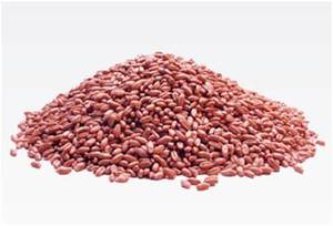 Accroc Wheat Seed