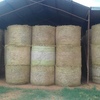 261 x Lucerne & Rye Grass 440kg 5x4 Round Bales 