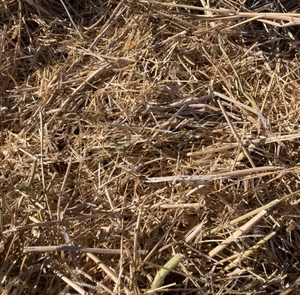 Canola Straw/Stubble