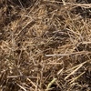 Canola Straw/Stubble