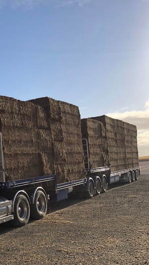 1000m/t Shedded Vetch Hay Seller to Freight