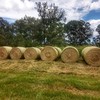 GRASSY LUCERNE HAY BALES FOR SALE 