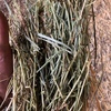 250mt Ryegrass/Clover Hay 640kg 8x4x3 Bales
