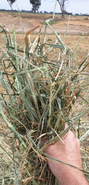 'New Season' Wheaten Hay 8x4x3 Bales