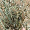 'New Season' Wheaten Hay 8x4x3 Bales