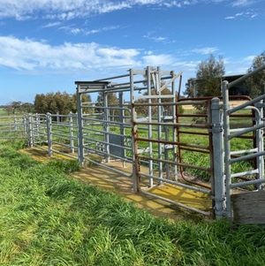 Cattle crush and yards