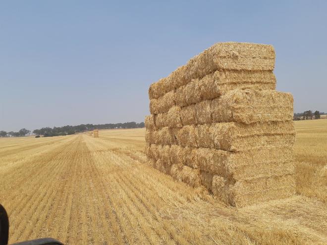 Straw barley header trailings
