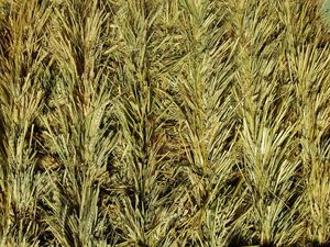 Wheat hay