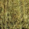 Wheat hay