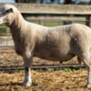 Under Auction - Lot 4 Highlander Ram 191185 (DLE Ram Auction A100- 10th Sept via Auctionsplus) 