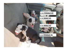 Border Collie x Bull Arab Pups