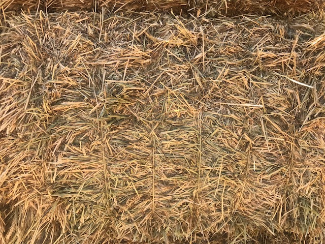 2019 Wheaten Hay 