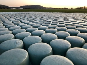 Baled fine chopped silage