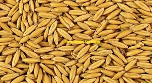  100mt Matika Seed Oats 