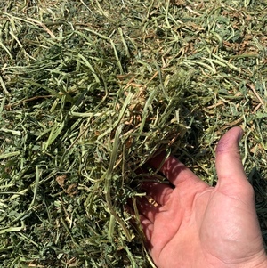 Vetch hay located Wakool NSW (Riverina)