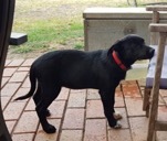 Working Dog - Kelpie/Short Hair Border Collie Cross