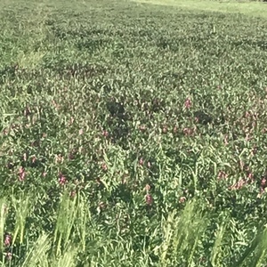 Wanted Standing Cereal Hay