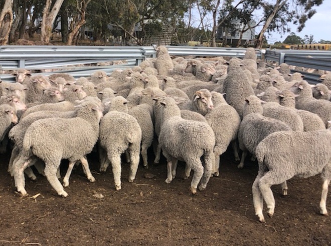 EOI - Approx 1500 MPM Merino Mixed Sex Lambs - WA