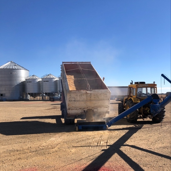 Wheat and barley mix