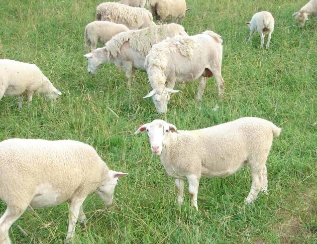 Dorper  female Lambs for sale (15)