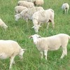 Dorper  female Lambs for sale (15)