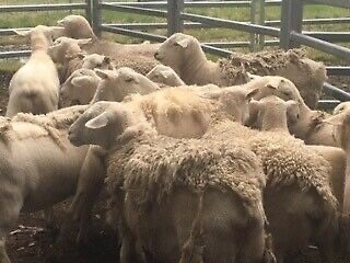 6 Dorper pregnant Ewes & 5 female lambs & 3 male lambs not entire for sale