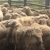 6 Dorper pregnant Ewes & 5 female lambs & 3 male lambs not entire for sale