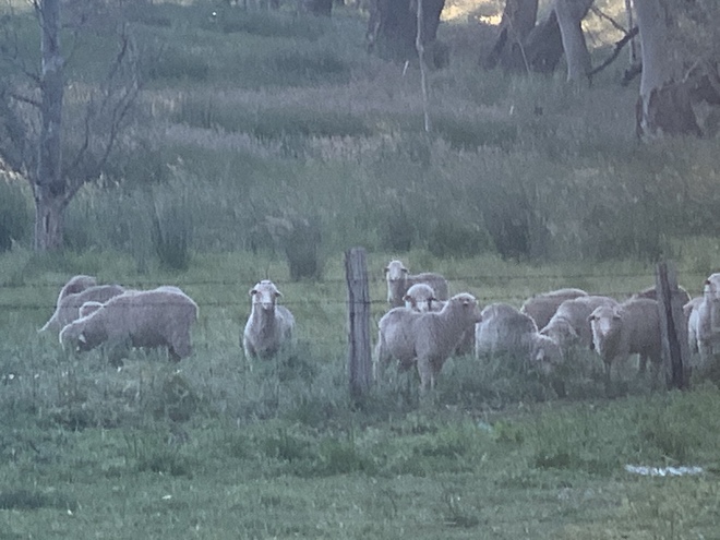 Future breeder Dohne ewe lambs